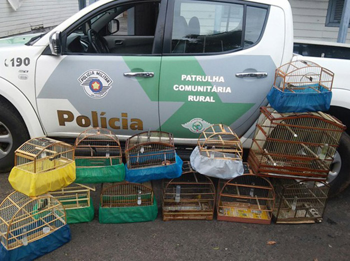 Polícia Ambiental resgata pássaros em extinção, mantidos ilegalmente em cativeiro, em Garça